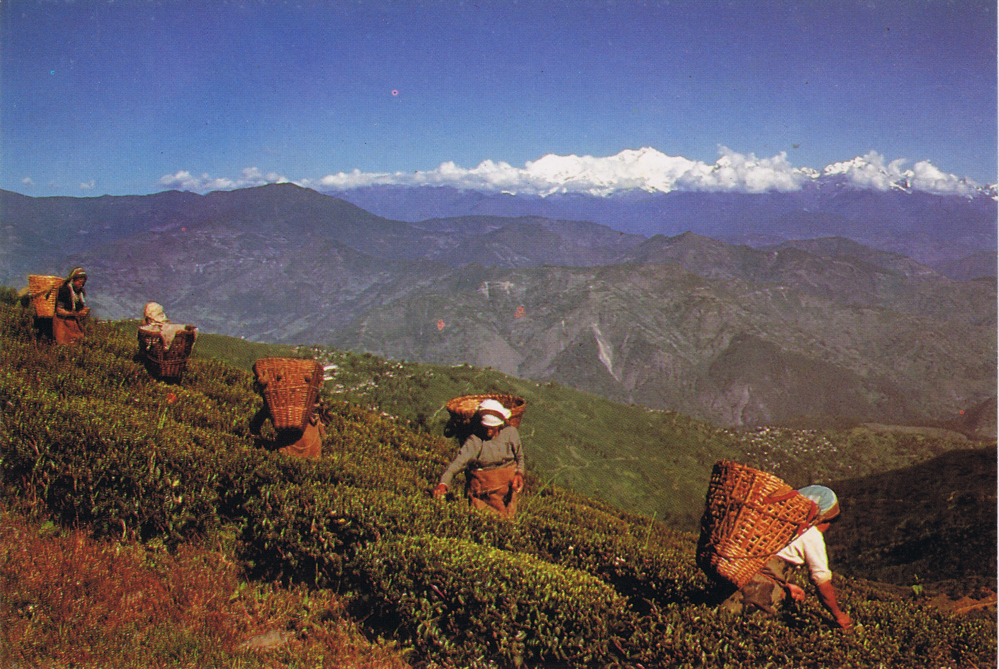 Dargeeling Postcards 2_1.jpg