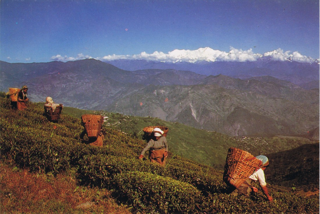 Dargeeling Postcards 2_1.jpg